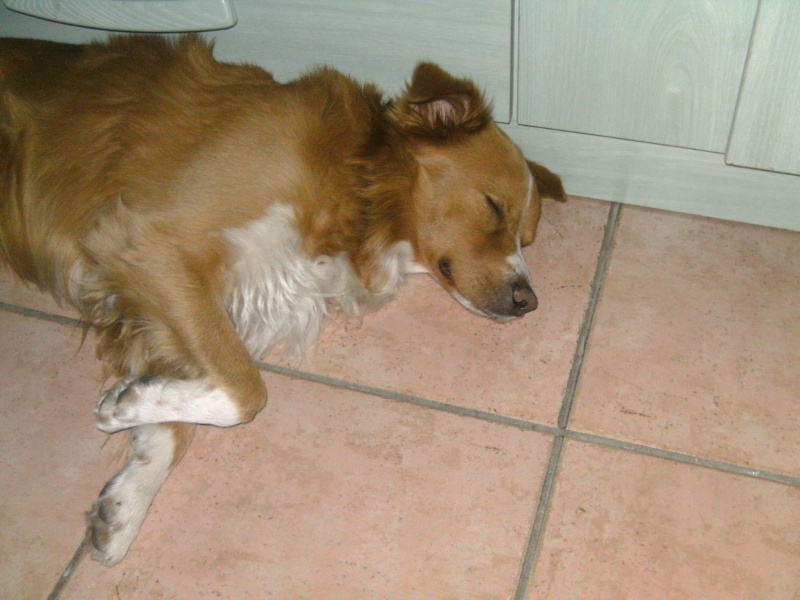 Aston magnifique chien né en 2001 - refuge SPA de Forbach 06611