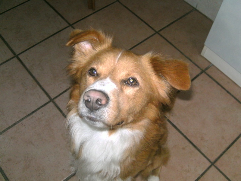 Aston magnifique chien né en 2001 - refuge SPA de Forbach 11810