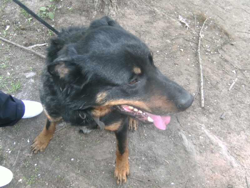 Ulysse beauceron de 4ans 12410