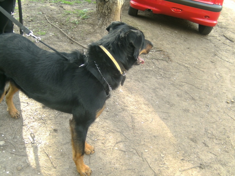 Ulysse beauceron de 4ans 12810