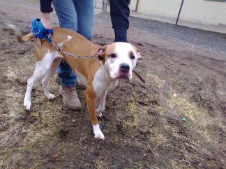 C'Bonnie gentille croisée boxer de 5 ans - refuge SPA de Forbach 13314913