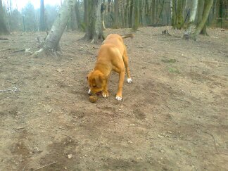 Pataud adorable croisé dogue de 3 ans - Forbach 13314963