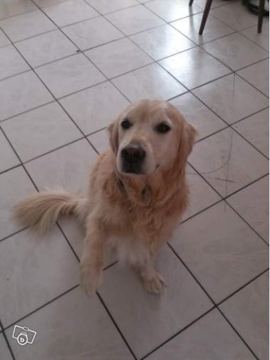 SOS pour Vito adorable golden retriever - Avant eutha - Anthelupt (54) 3_bmp11