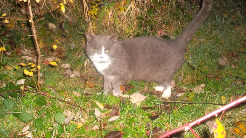 Chats adultes et chatons à adopter d'urgence - St Dié (88) Chat_t14