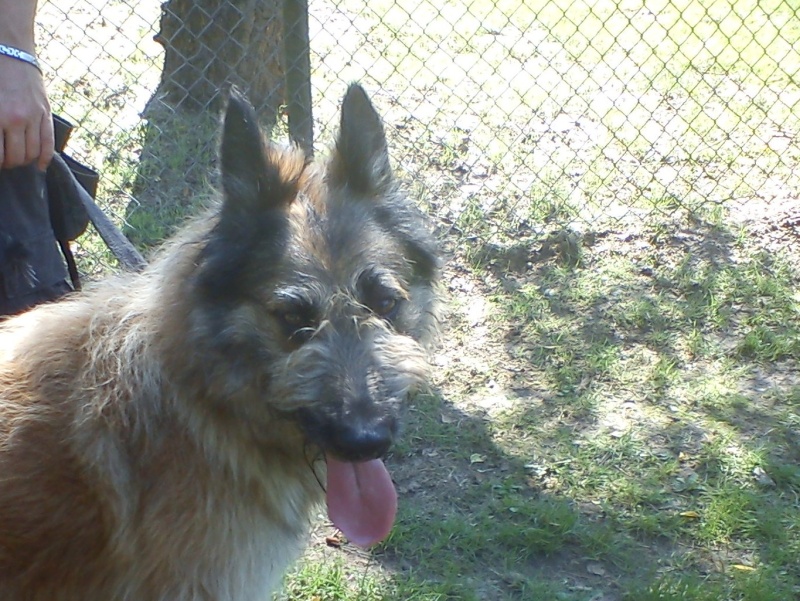 Chester adorable croisé berger laekenois de 4 ans Dsc00427