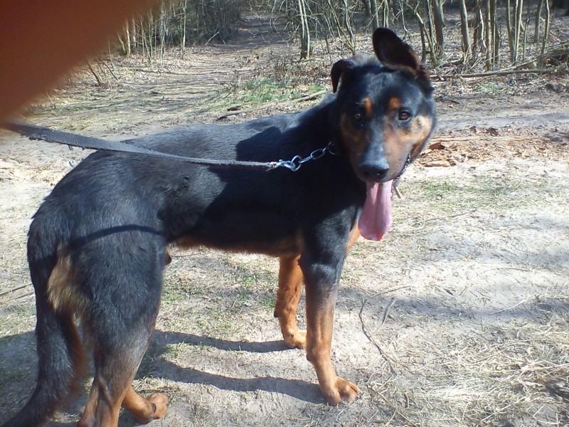 Clovis beauceron né le 01/10/2007 - refuge SPA de Forbach Dsc02052