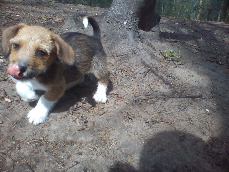 Patoche chiot croisé teckel de 3 mois - Forbach Dsc02246