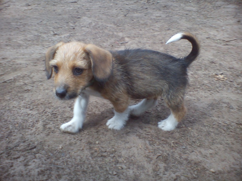 Patoche chiot croisé teckel de 3 mois - Forbach Dsc02262