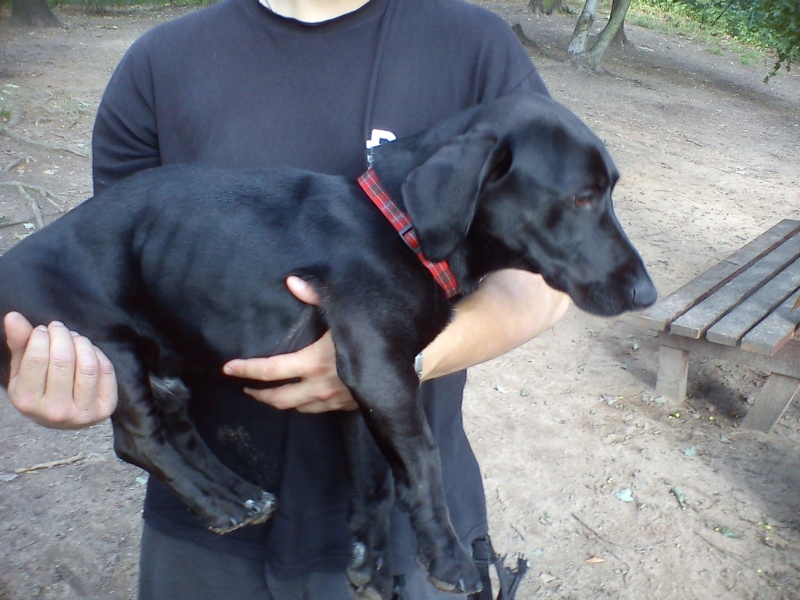 Paulo petit croisé teckel et labrador de 1 an Dsc02438