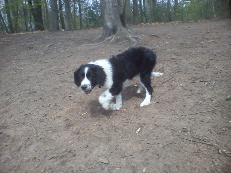 Ginga magnifique chiot xborder collie (3 mois) - Forbach Dsc02499