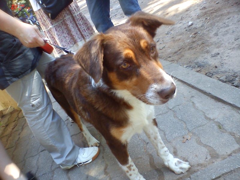 Des photos d'Athos du refuge de Forbach adopté en mars 2007 Dsc02512