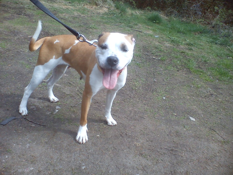 C'Bonnie gentille croisée boxer de 5 ans - refuge SPA de Forbach Dsc02542