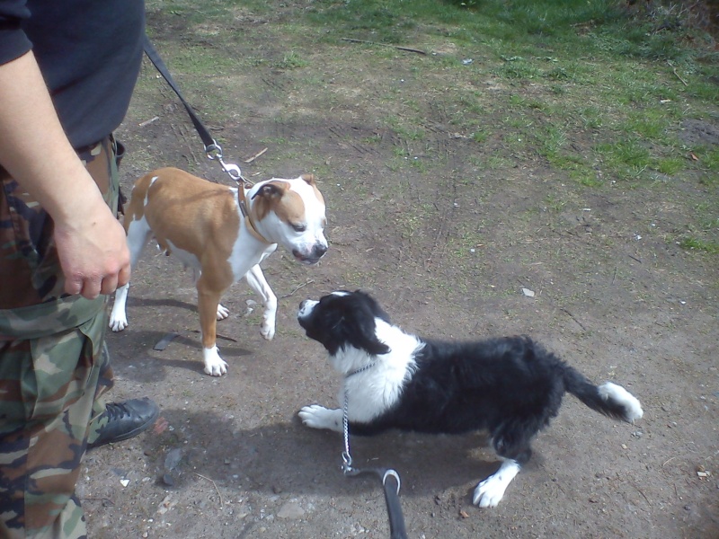 C'Bonnie gentille croisée boxer de 5 ans - refuge SPA de Forbach Dsc02543