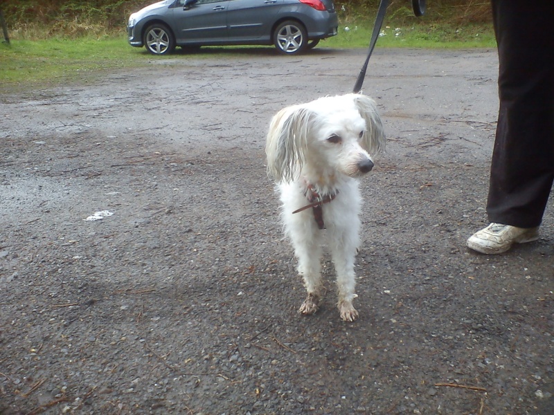 Dago chien chinois à houpette né en 2008 - Forbach Dsc02655