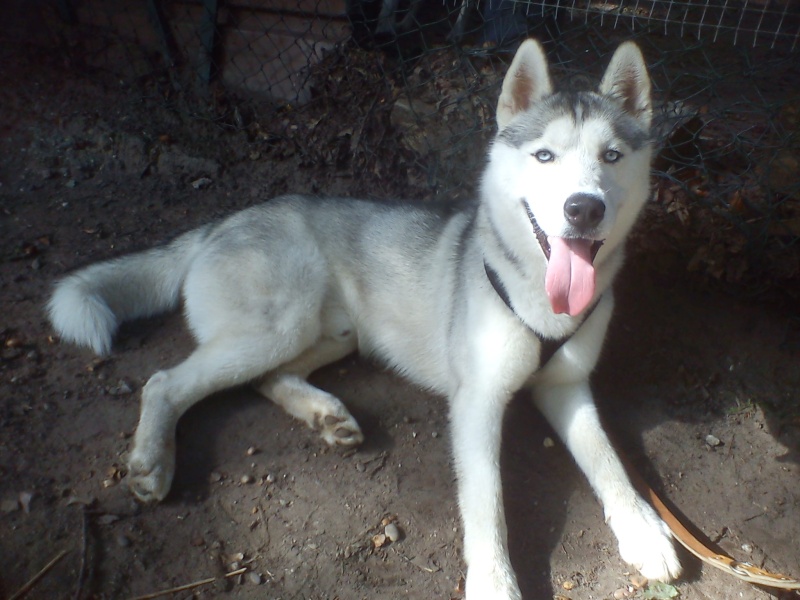 FAROUK husky (m)né 2010gentil sociable magnifique( REF57)ADOPTE Dsc02728