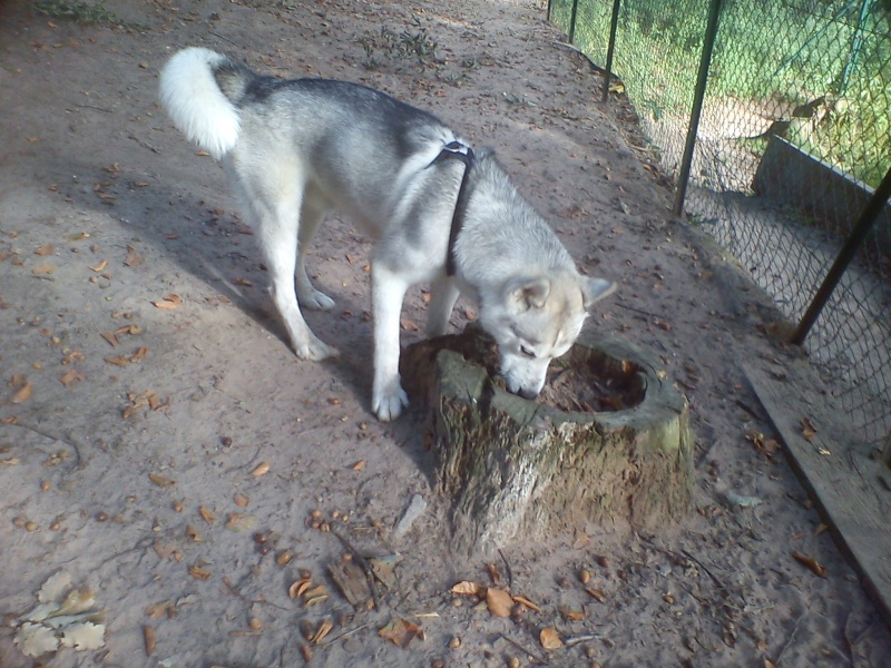 FAROUK husky (m)né 2010gentil sociable magnifique( REF57)ADOPTE Dsc02730