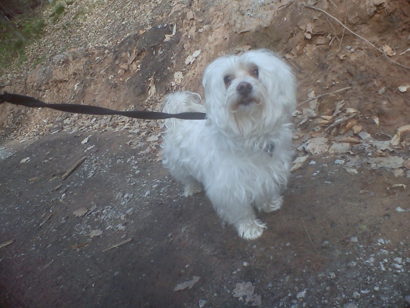 Winnie bichon maltais né en septembre 2004 - refuge SPA de Forbach Dsc02768