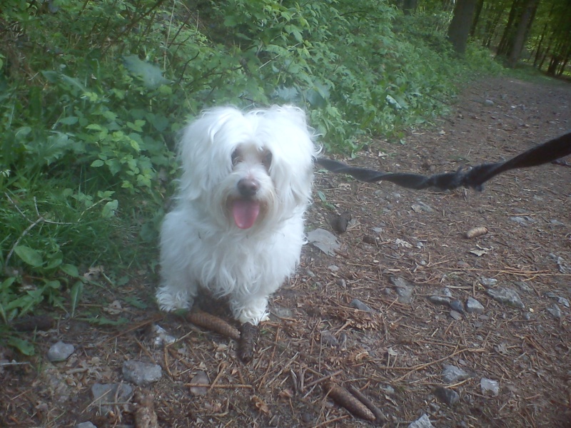 Winnie bichon maltais né en septembre 2004 - refuge SPA de Forbach Dsc02769