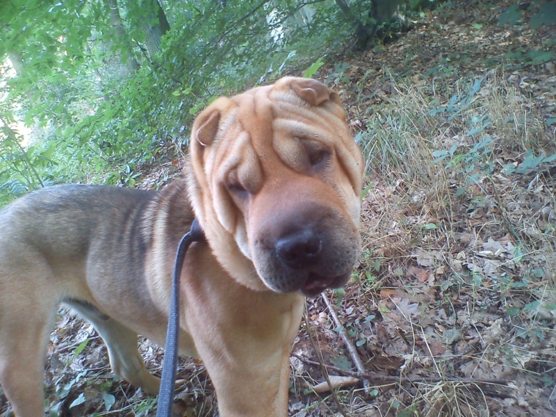 Tommy Shar Pei de 1 an Dsc02823