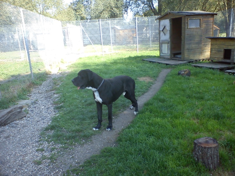 César, dogue allemand, 3 ans SARREBOURG Dsc03016