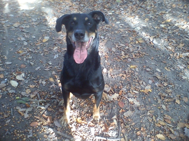 Junior beauceron de 10 ans - Page 2 Dsc03333