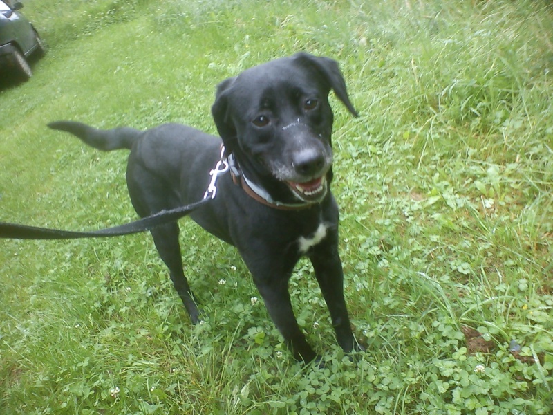 ALYZEE - labrador 7 ans - Spa de Forbach (57) Dsc03868