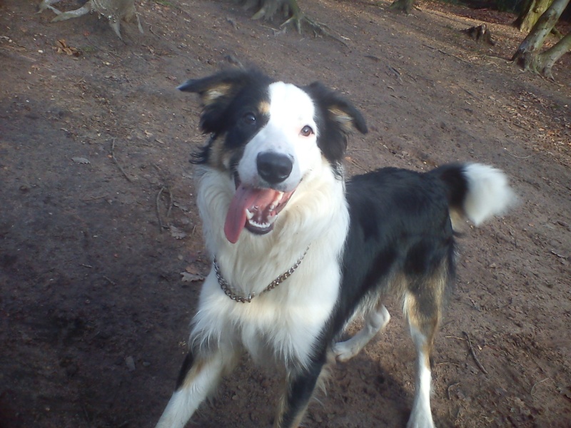 Bart magnifique border collie tricolore de 11 mois - Forbach Dsc03931