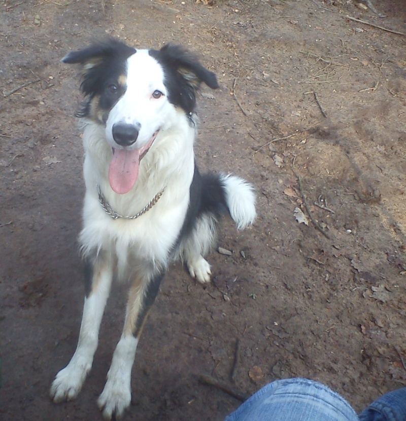 Bart magnifique border collie tricolore de 11 mois - Forbach Dsc03933