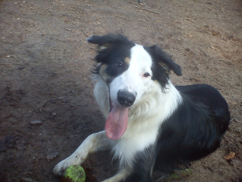 Bart magnifique border collie tricolore de 11 mois - Forbach Dsc03936