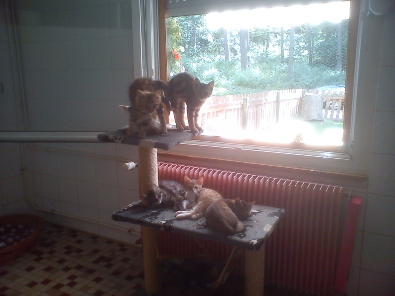 Sania & Sato (adopté) chatonnes tigrée et tigrée rousse - Refuge SPA de Forbach Dsc04100