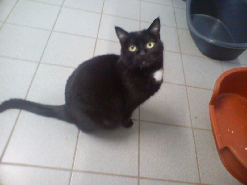 Clochette jolie noire née en 2011 - refuge SPA de Forbach Dsc04362