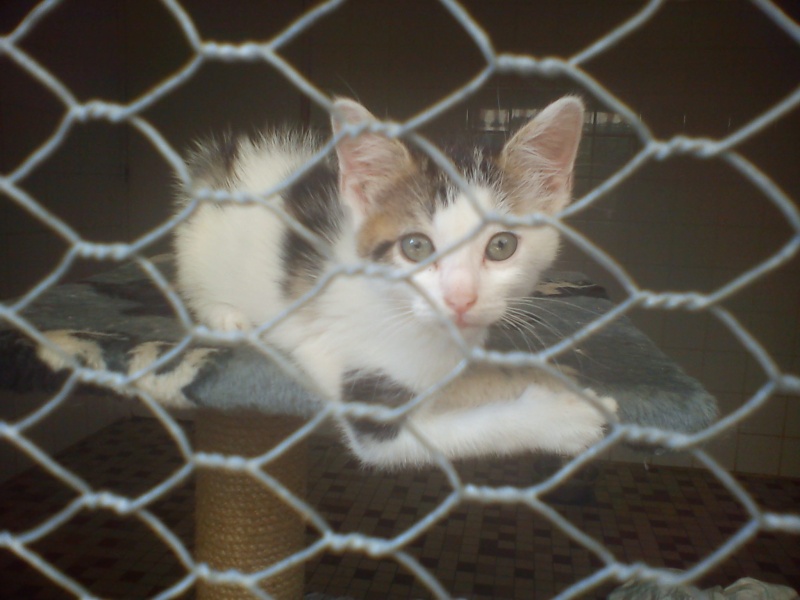 Sophie chatonne tigrée et blanche née en mai 2012 - Refuge SPA de Forbach Dsc04505
