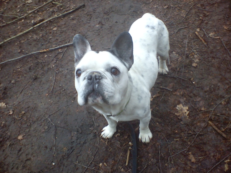 Goliath adorable bouledogue francais né en 2003 - Forbach Dsc04514