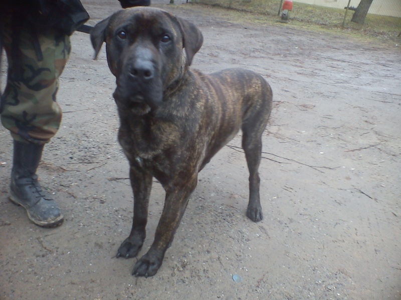 Paco superbe dogo canario - Forbach Dsc04556