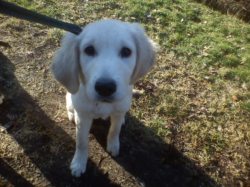 Yellow magnifique golden retriever de 4 mois - Forbach Dsc04636