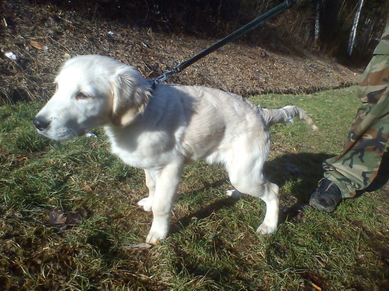 Yellow magnifique golden retriever de 4 mois - Forbach Dsc04643