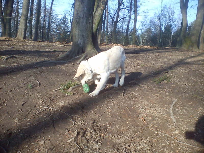 Yellow magnifique golden retriever de 4 mois - Forbach Dsc04663