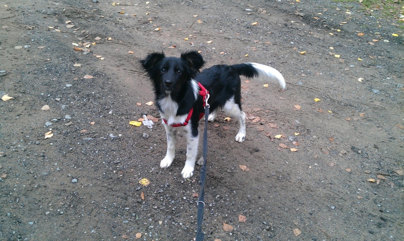 Hope adorable croisée border collie née en avril 2012 - Refuge SPA de Forbach Imag1429