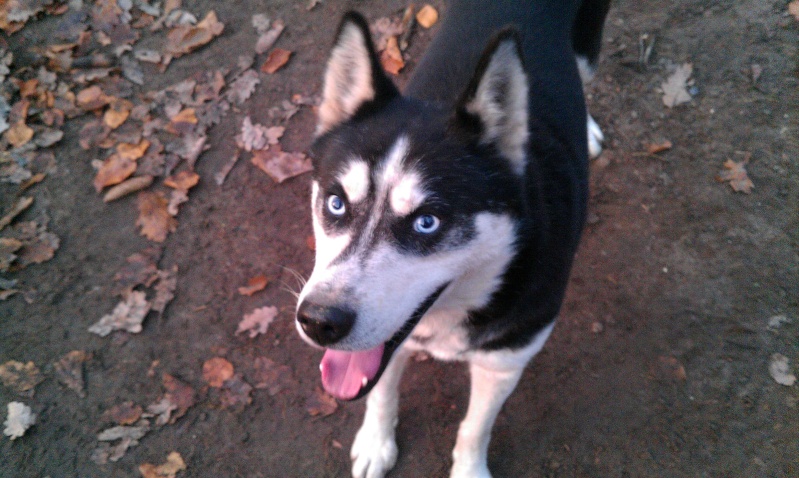 AIKO husky (m) 2005  au yeux bleus  Refuge SPA de Forbach  REF:57ADOPTE Imag2018