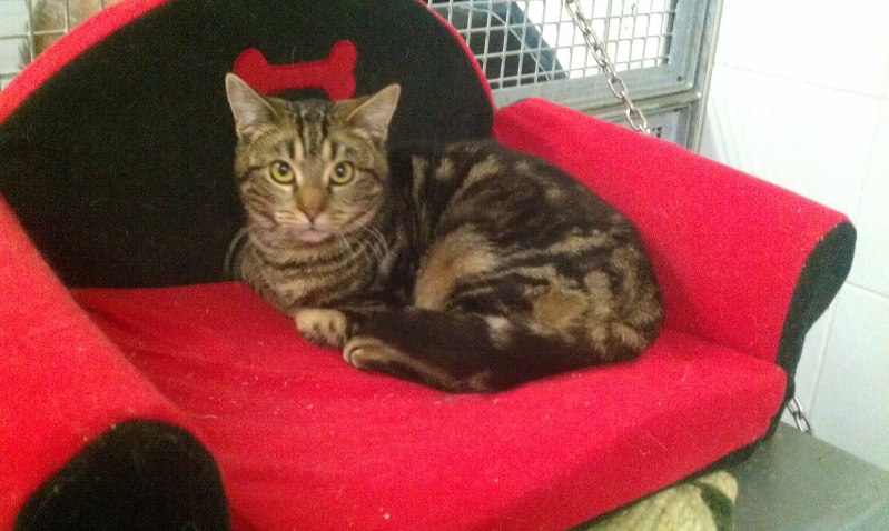 Ozi chaton tigré né en juin 2012 - Refuge SPA de Forbach Imag2319