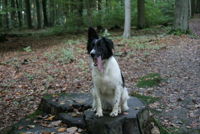 Bianca ma petite chérie croisée border collie - Page 2 Lilli310