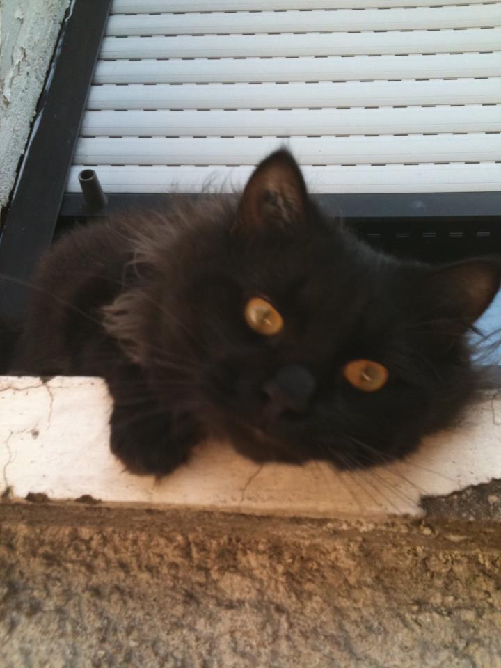 Des nouvelles de Miro chat noir poils longs adopté en 2011 Plumea10