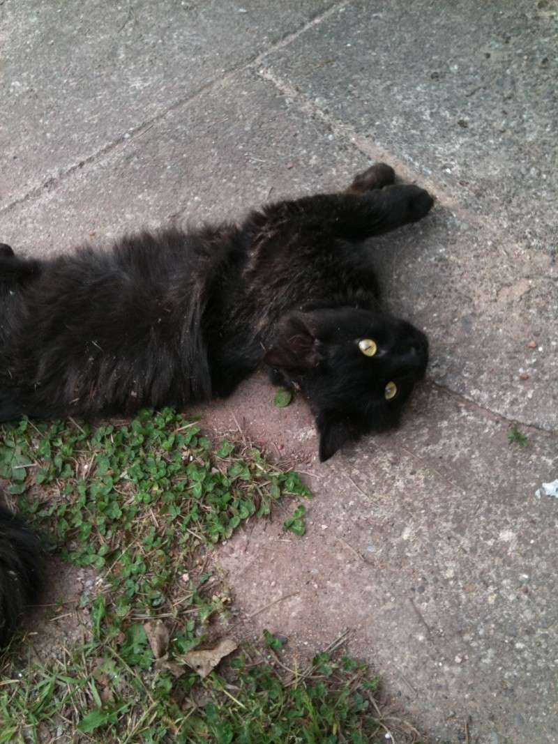 Des nouvelles de Miro chat noir poils longs adopté en 2011 Plumea13