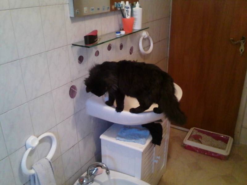 Des nouvelles de Miro chat noir poils longs adopté en 2011 Plumea14