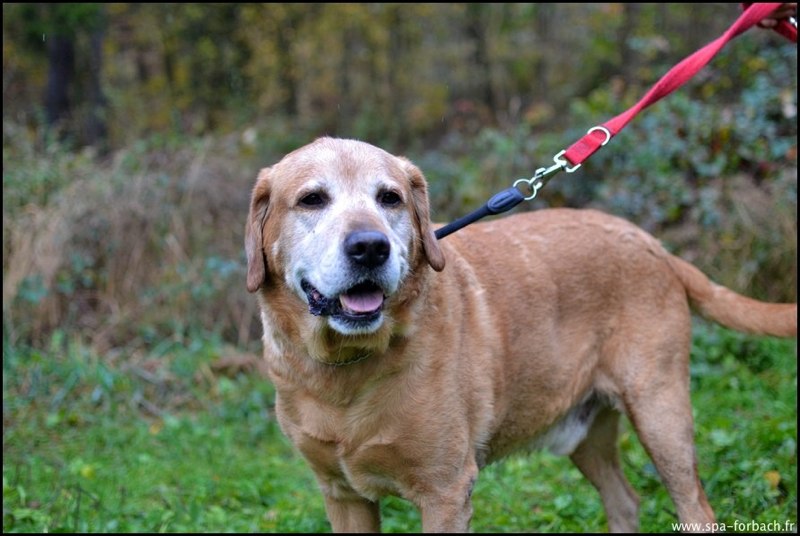 UGGY - labrador 9 ans - Refuge de Forbach (57) Uggy10