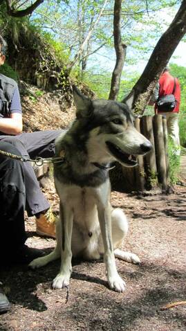 Chien Loup Américain