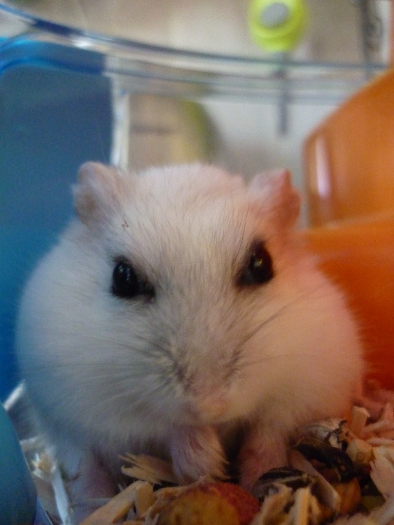 Voici mes hamsters... Neige_10