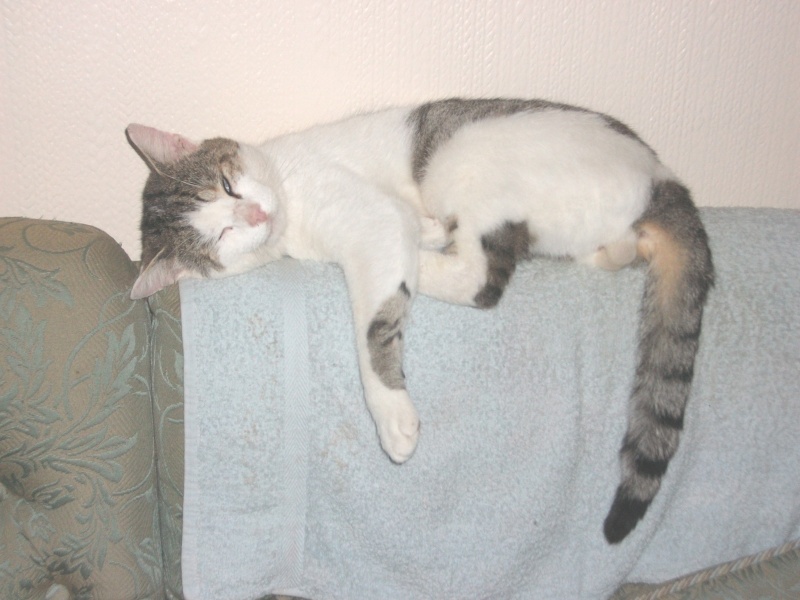 Stripey Tail is *missing* (new pic) - Page 14 Sofa10