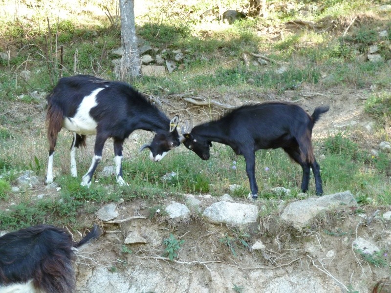 La chèvre Massif-Central Aout_216