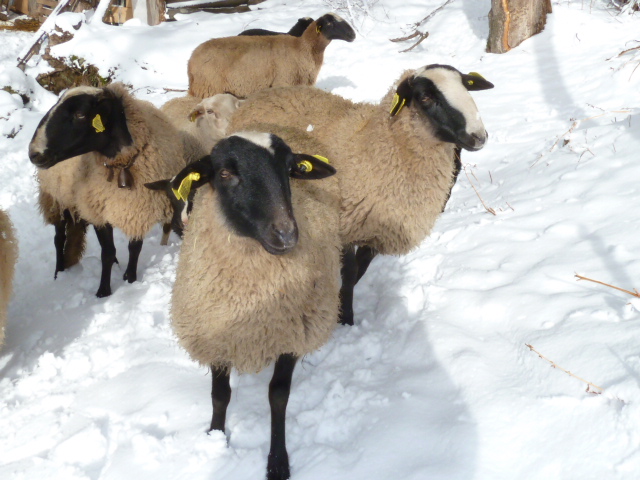 Les brebis bizet Neige130